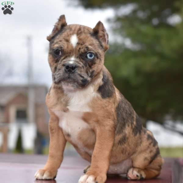 Rosie, French Bulldog Mix Puppy