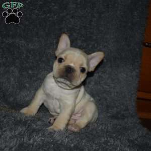 Ozzie, French Bulldog Puppy