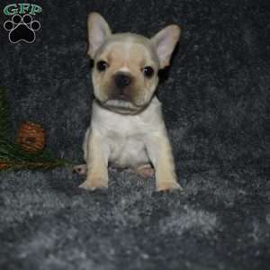 Ozzie, French Bulldog Puppy