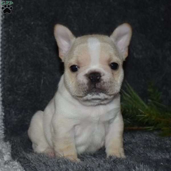 Olivia, French Bulldog Puppy