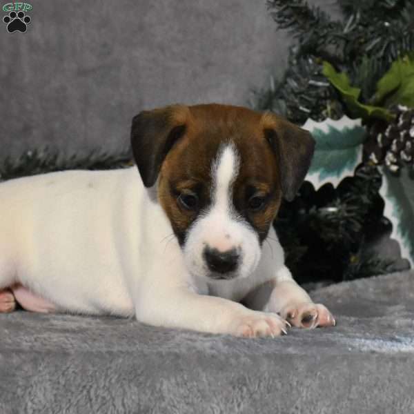 Rosco, Jack Russell Terrier Puppy