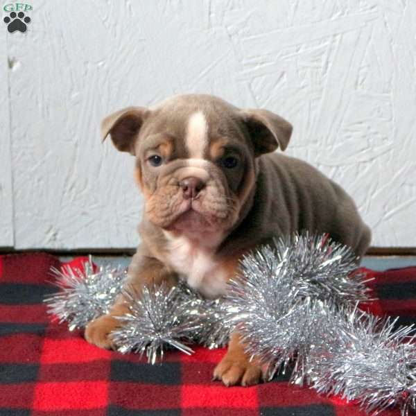 Dancer, English Bulldog Puppy