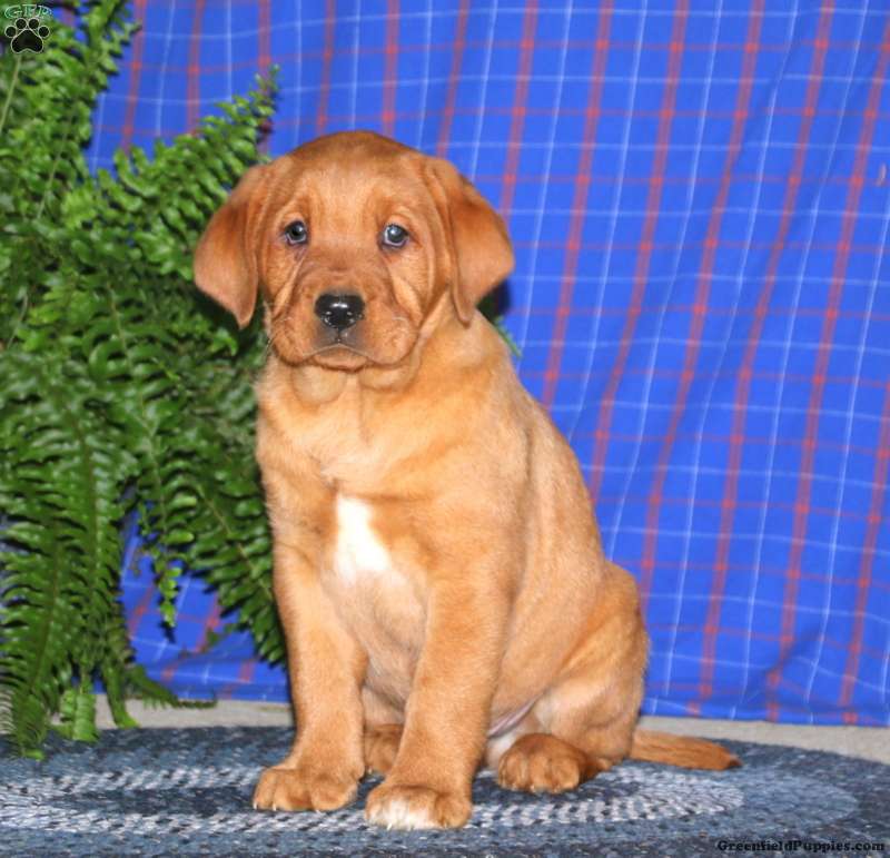 Daryl Fox Red Labrador Retriever Puppy For Sale in Pennsylvania