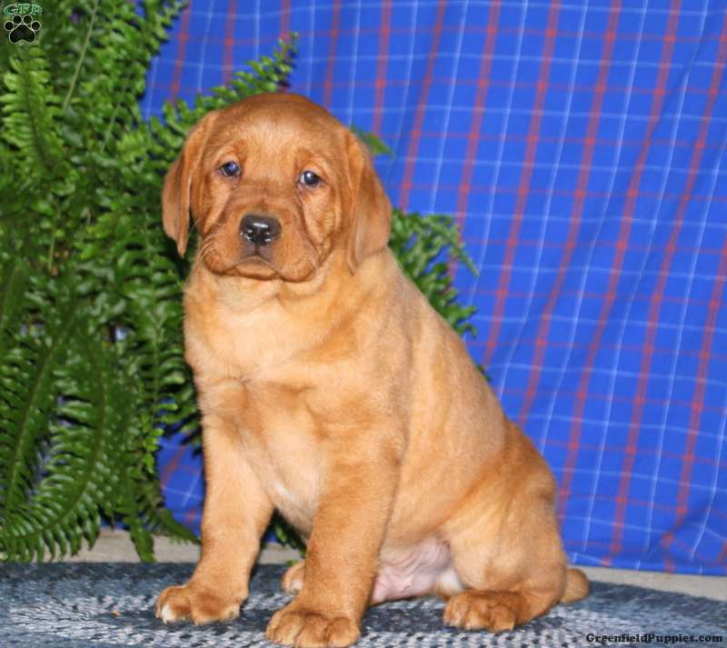 Dash Fox Red Labrador Retriever Puppy For Sale in Pennsylvania