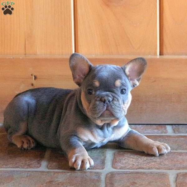 Dasher, French Bulldog Puppy