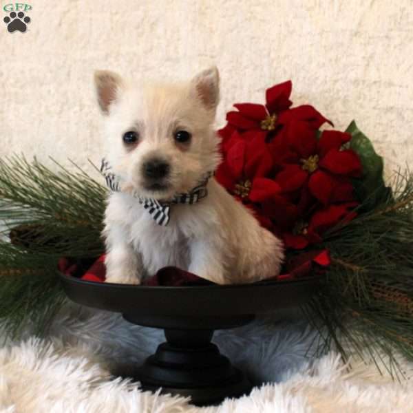 Dawson, West Highland Terrier Puppy
