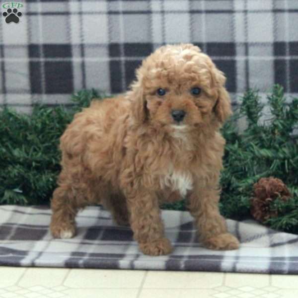 Devan, Miniature Poodle Mix Puppy