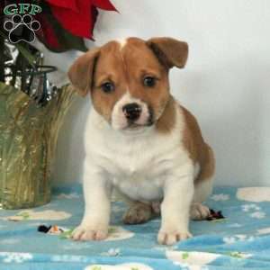 Welsh Corgi Mix Puppies For Sale | Greenfield Puppies