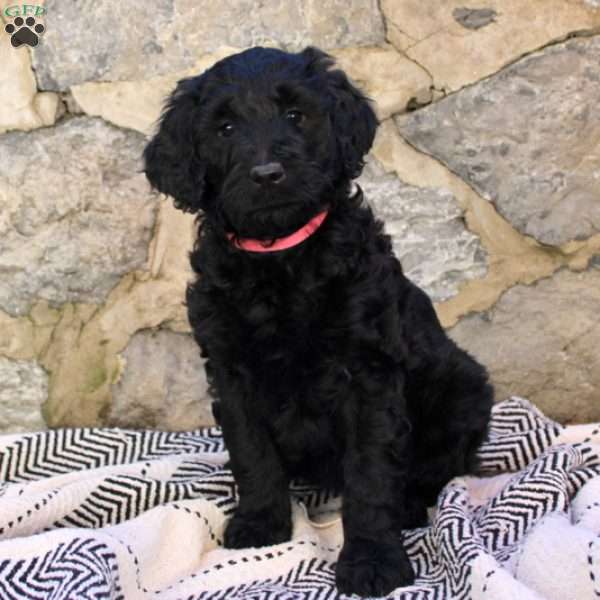 Dolly, Goldendoodle Puppy