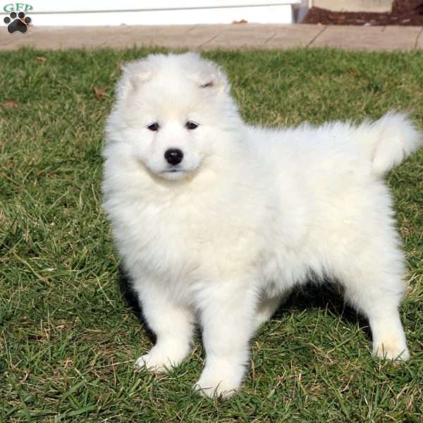 Dolly, Samoyed Puppy