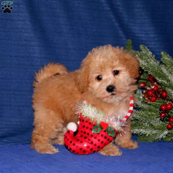 Dolly, Schnoodle Puppy