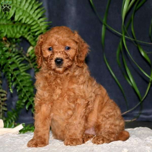 Donna – F1B, Mini Goldendoodle Puppy