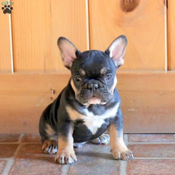Donner, French Bulldog Puppy