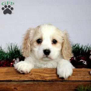 Cavachon sales greenfield puppies