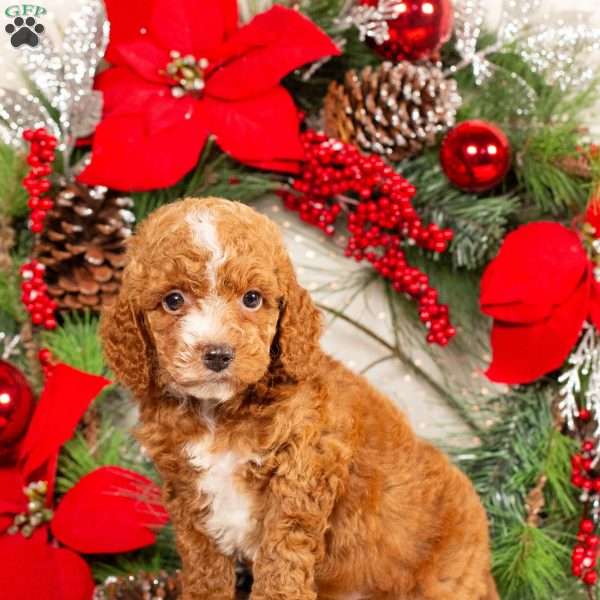 Tucker, Miniature Poodle Puppy