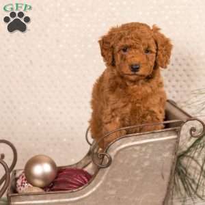 Scout, Cockapoo Puppy