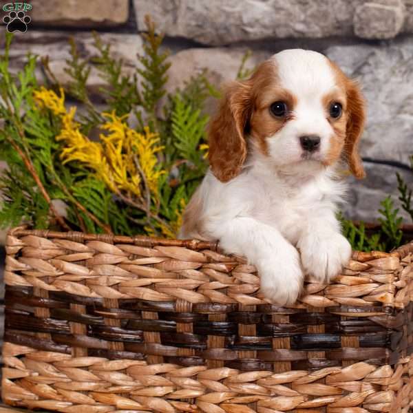 Promise, Cavalier King Charles Spaniel Puppy