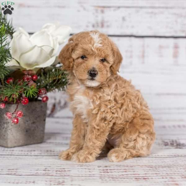 Tonya, Miniature Poodle Puppy