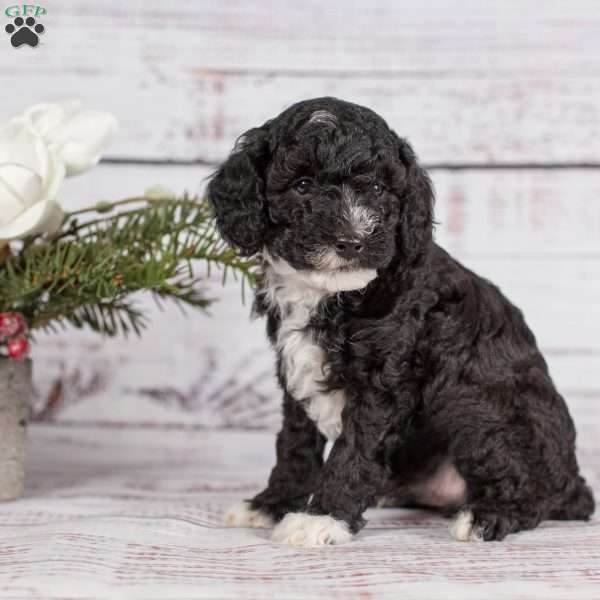 Ty, Miniature Poodle Puppy