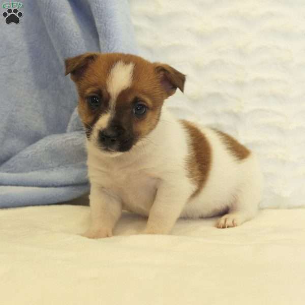 Echo, Jack Russell Mix Puppy