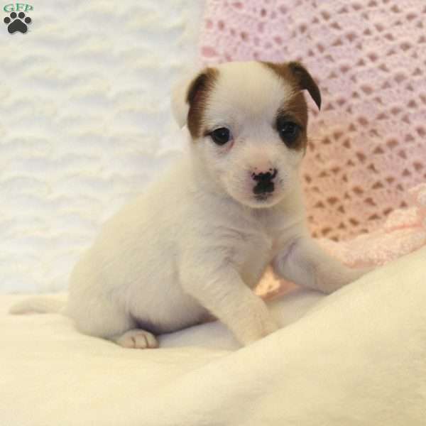 Elby, Jack Russell Mix Puppy