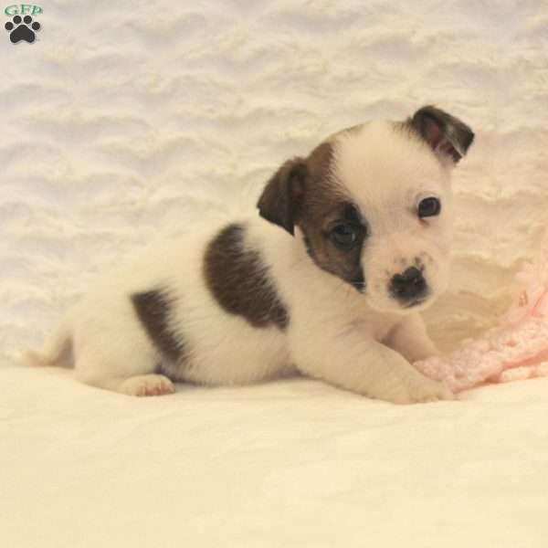 Elfy, Jack Russell Mix Puppy