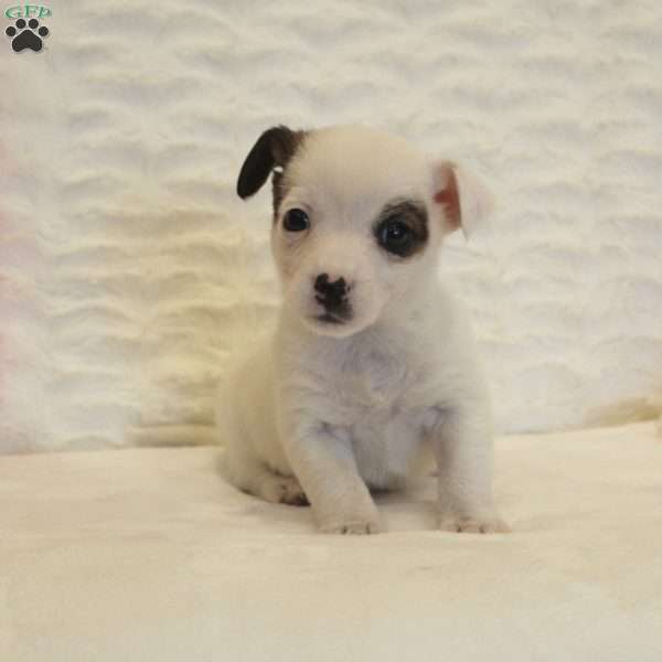 Elmy, Jack Russell Mix Puppy