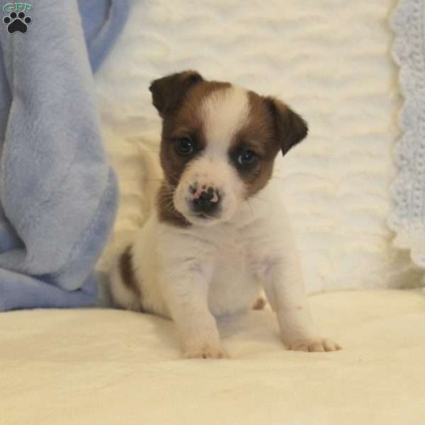 Elrico, Jack Russell Mix Puppy