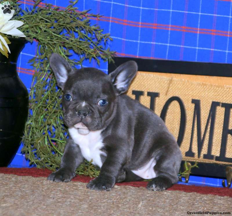 Emily French Bulldog Puppy For Sale in Pennsylvania