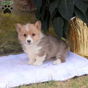 Pembroke Welsh Corgi Puppies for Sale - Greenfield Puppies