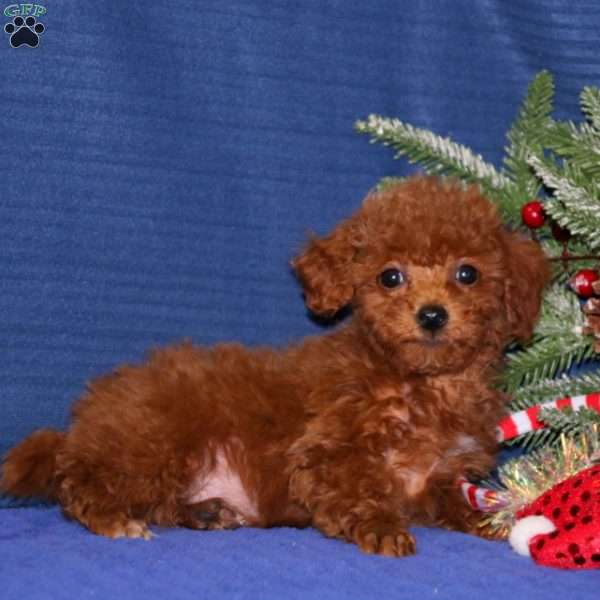 Esther, Miniature Poodle Puppy