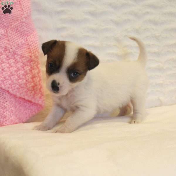 Everly, Jack Russell Mix Puppy