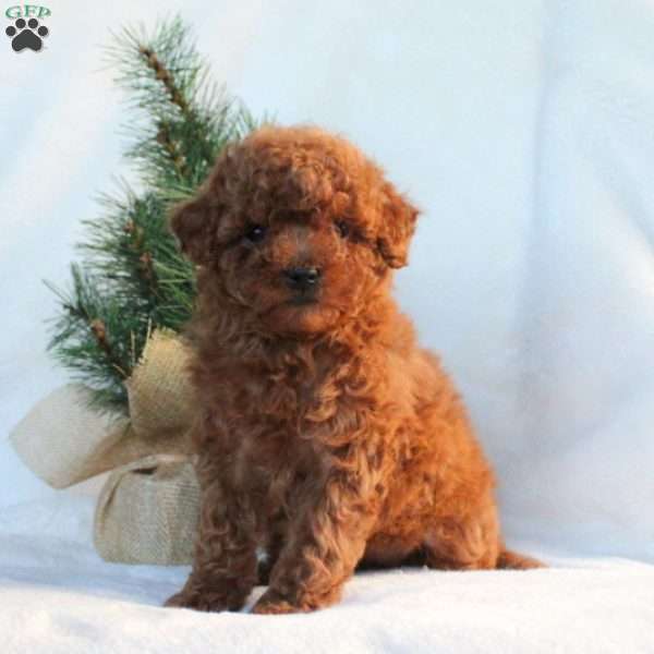 Evie, Toy Poodle Puppy