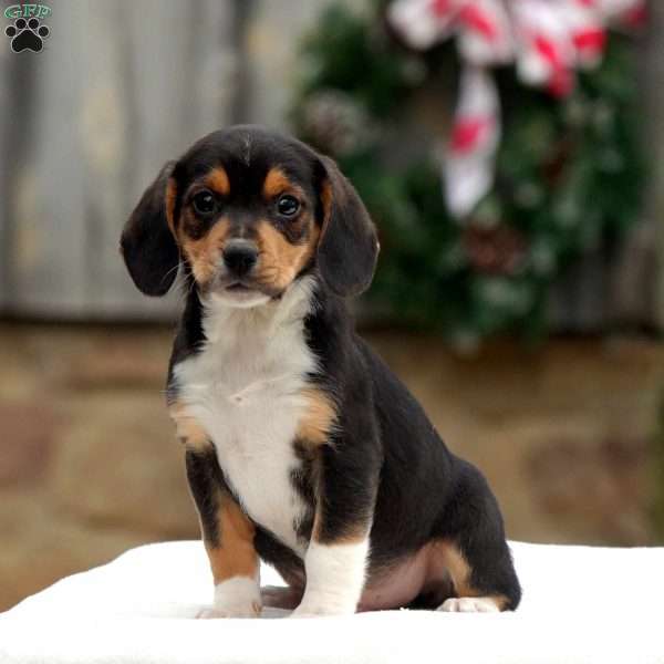 Vincent, Beagle Puppy