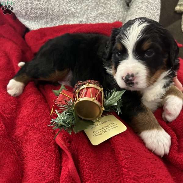 Holly, Bernese Mountain Dog Puppy