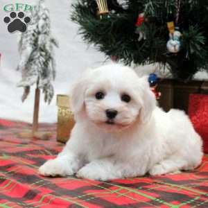 Maltichon puppy best sale for sale