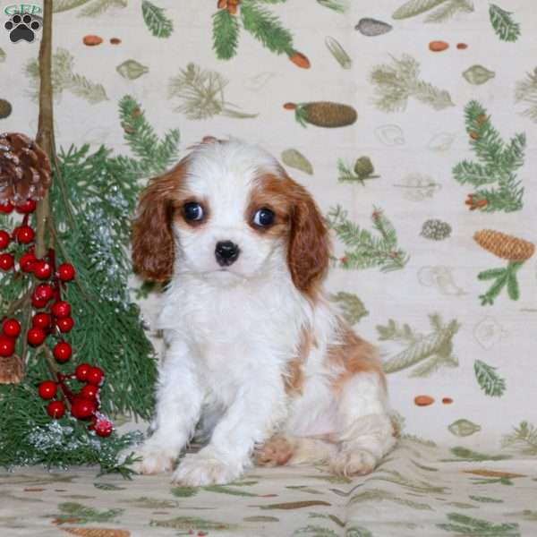 Fancy, Cavalier King Charles Spaniel Puppy