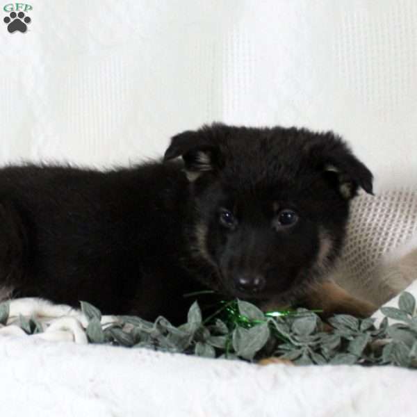Fannie, German Shepherd Puppy