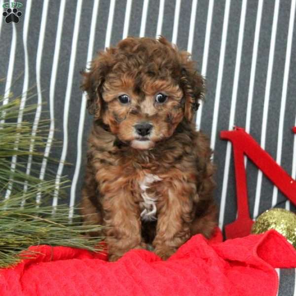 Fawn, Toy Poodle Mix Puppy