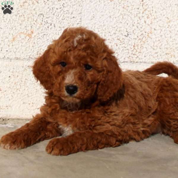 Fawn, Miniature Poodle Puppy