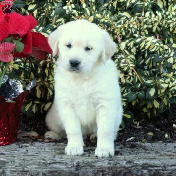 Fido, English Cream Golden Retriever Puppy