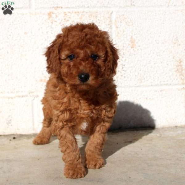 Finn, Miniature Poodle Puppy