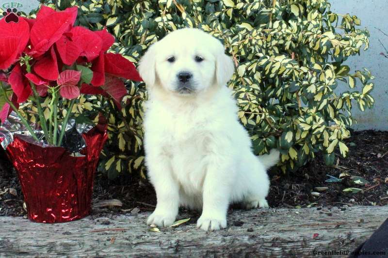 Finnick English Cream Golden Retriever Puppy For Sale In Pennsylvania   Finnick M1 