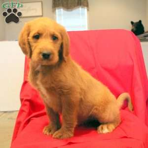 Greenfield best sale puppies labradoodle