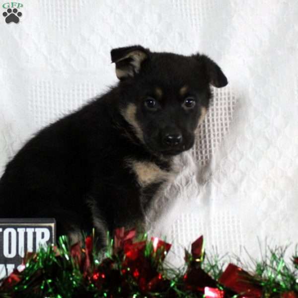 Fiona, German Shepherd Puppy