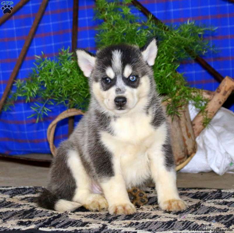 Flash - Siberian Husky Mix Puppy For Sale in Pennsylvania