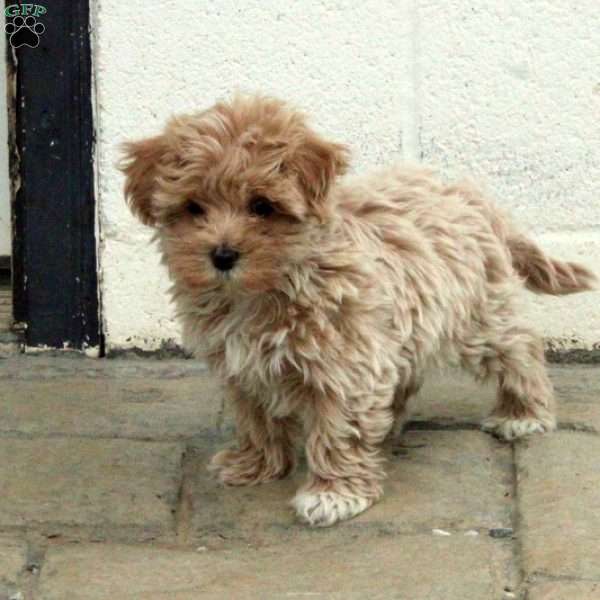 Fletcher, Maltipoo Puppy
