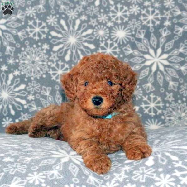Flloyd, Miniature Poodle Puppy