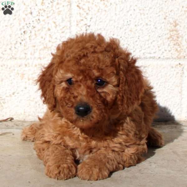 Flo, Miniature Poodle Puppy