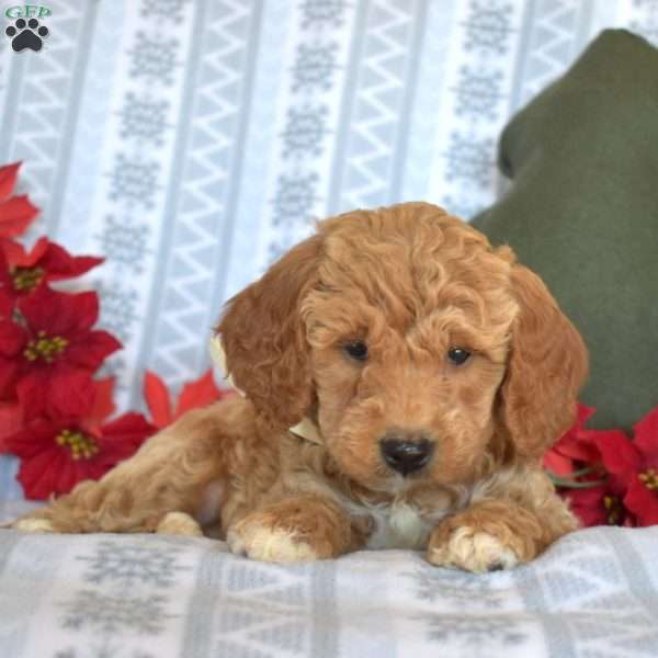 Fluffy, Mini Goldendoodle Puppy